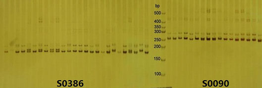 微卫星座位pcr 扩增产物的非变性聚丙烯酰胺凝胶电泳检测结果见图1