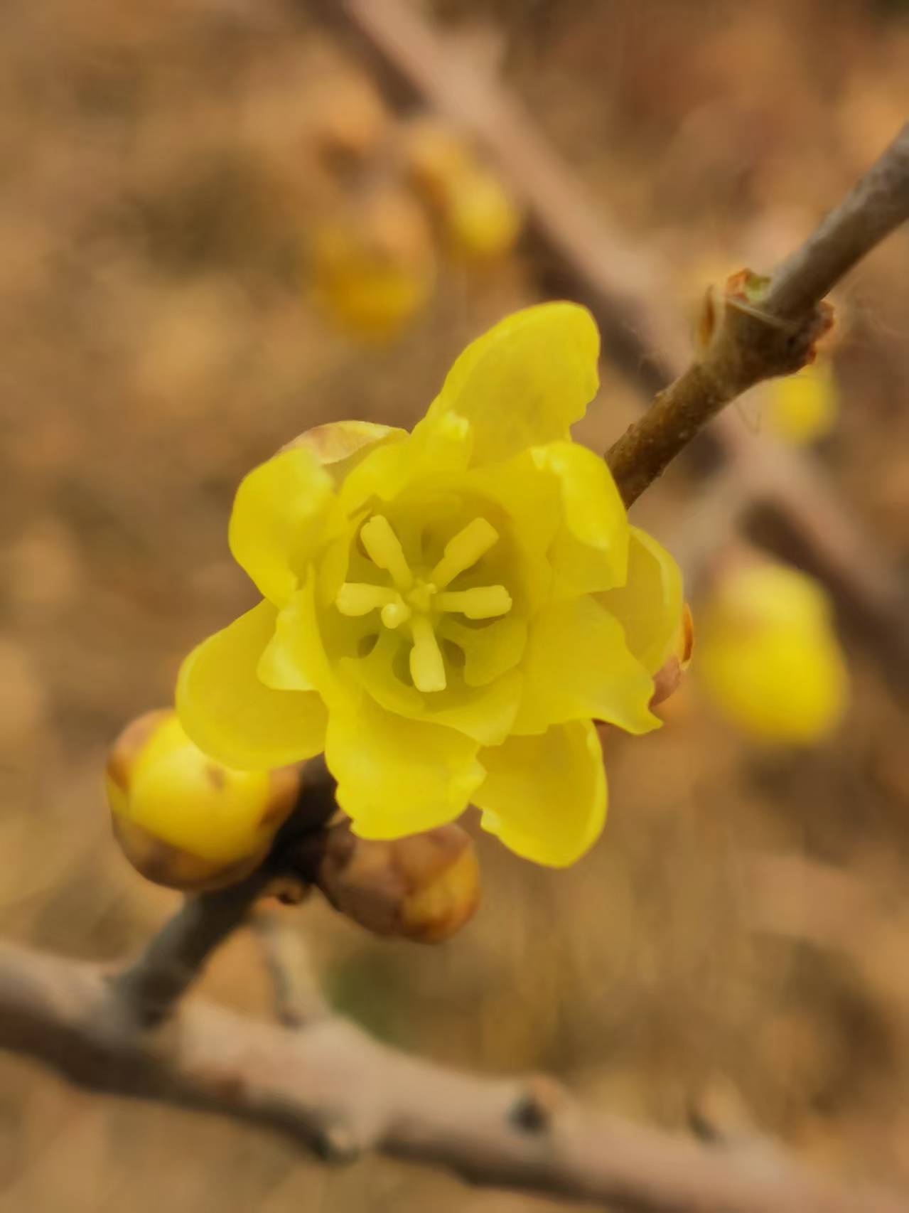 素心蜡梅品种群