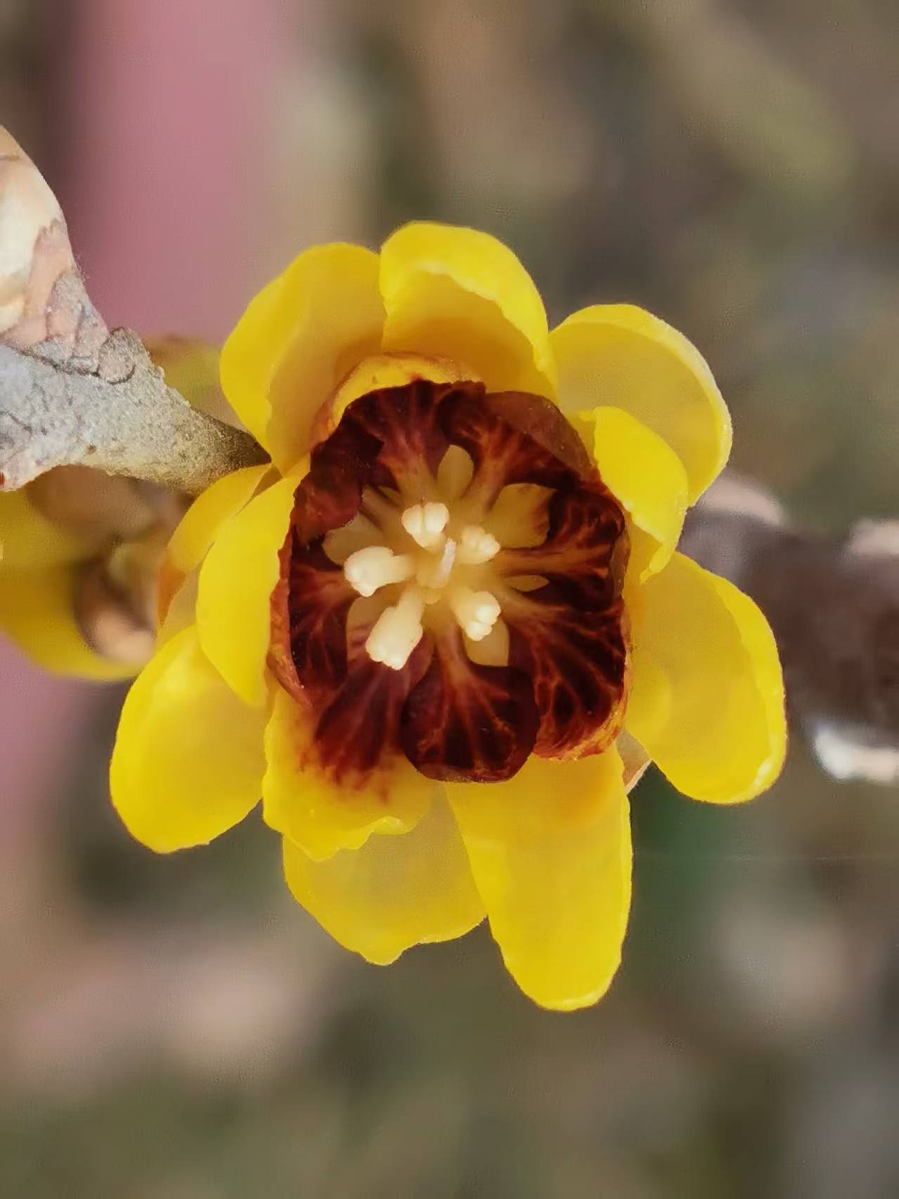 红心蜡梅品种群